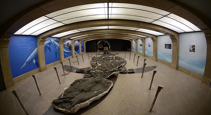 The world’s largest marine reptile specimen. 