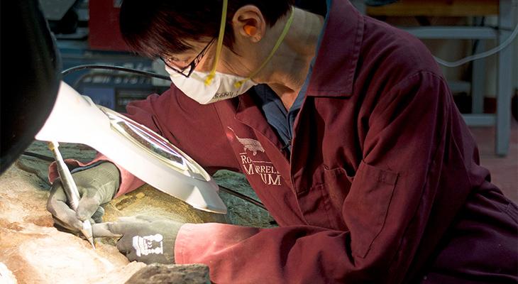 A Museum technician prepares a fossil. 