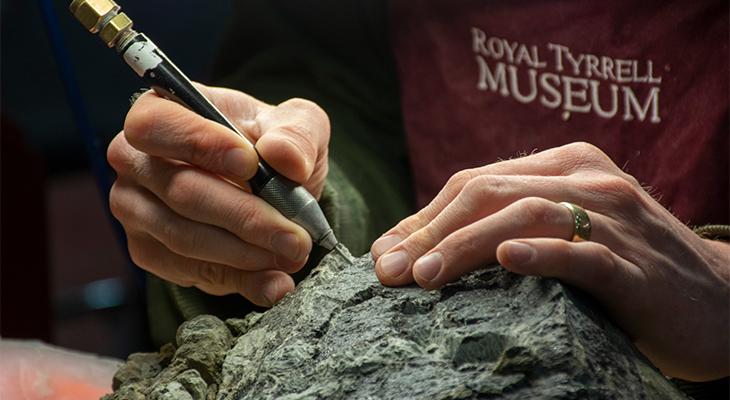 Close-up of a person’s hands using a tool to clean a fossil. 