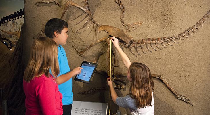 Children measure a dinosaur skeleton. 